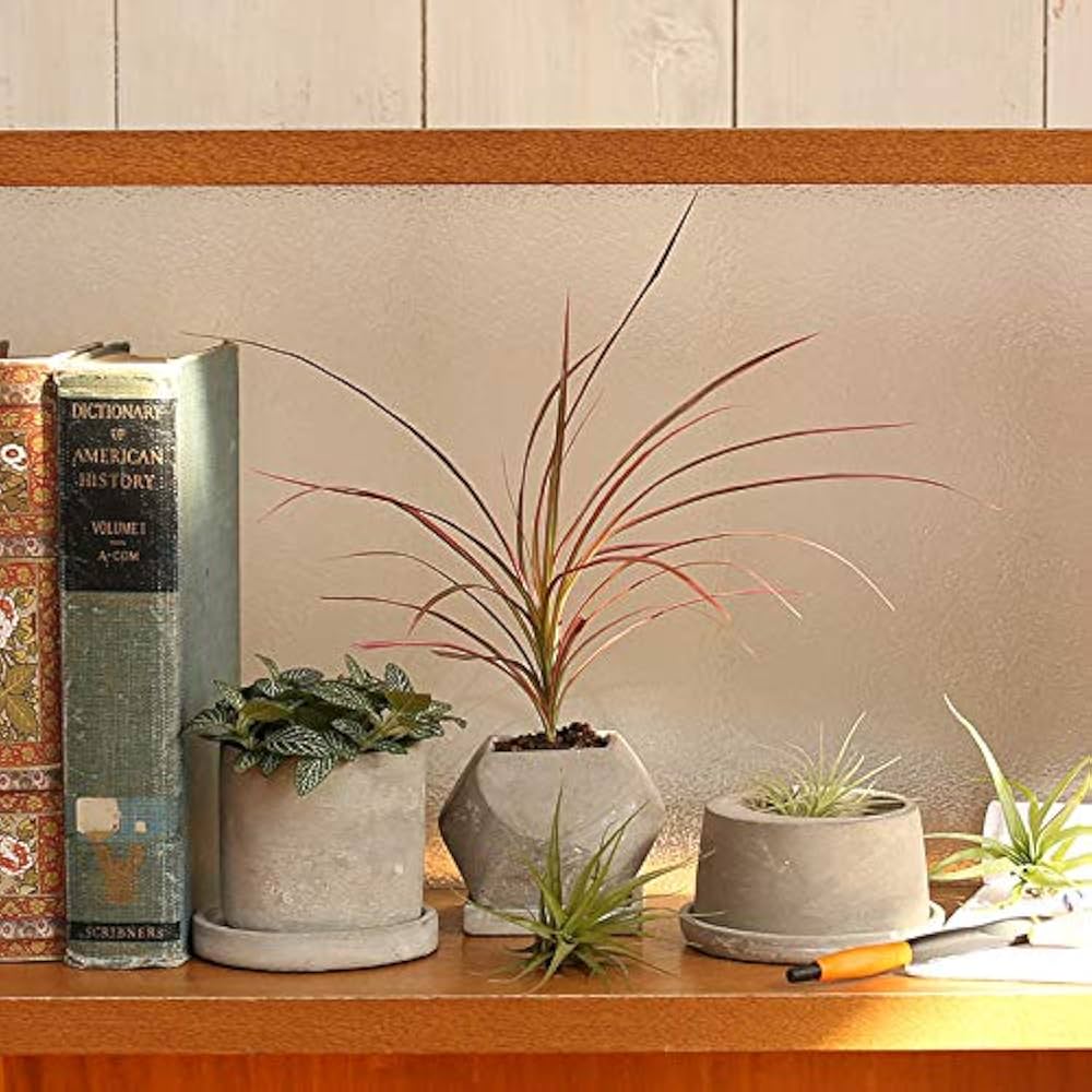 Amazon.co.jp: ダルトン(Dulton) プランター セメント ポット S
